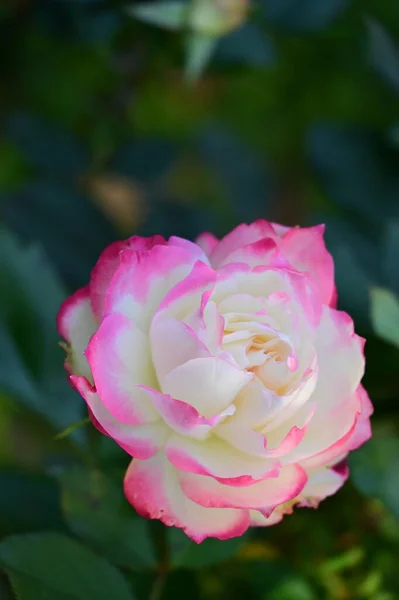 Vista Cerca Hermosa Flor Rosa Blanca Rosa Jardín — Foto de Stock