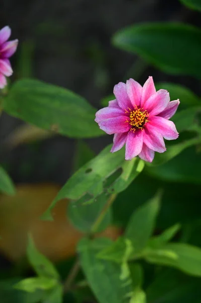 Close View Beautiful Pink Flowers Garden — Foto Stock