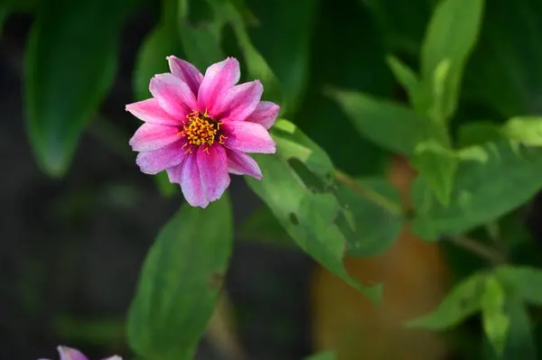 Bahçedeki Güzel Pembe Çiçeklerin Yakın Görüntüsü — Stok fotoğraf