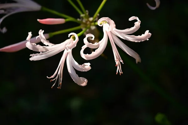 Κοντινή Θέα Των Όμορφων Λευκών Και Ροζ Λουλουδιών Στον Κήπο — Φωτογραφία Αρχείου