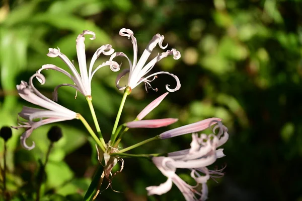 Närbild Vackra Vita Och Rosa Blommor Trädgården — Stockfoto