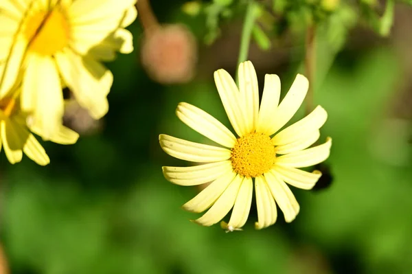 Närbild Vackra Vita Blommor Trädgården — Stockfoto