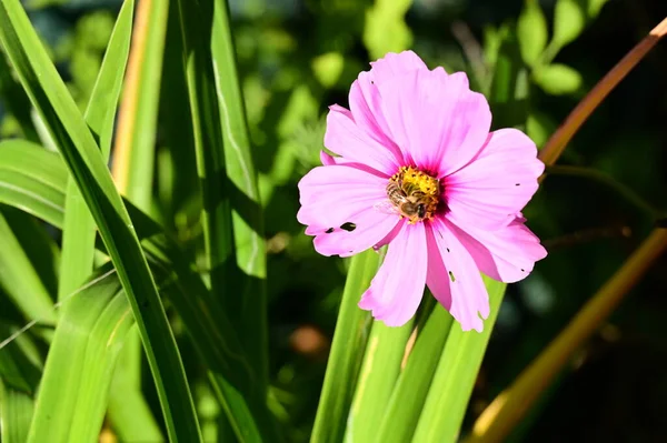 Biene Sitzt Auf Einer Rosa Blume Garten — Stockfoto