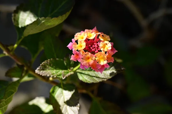 Belas Flores Amarelas Rosa Vista Perto Conceito Verão — Fotografia de Stock