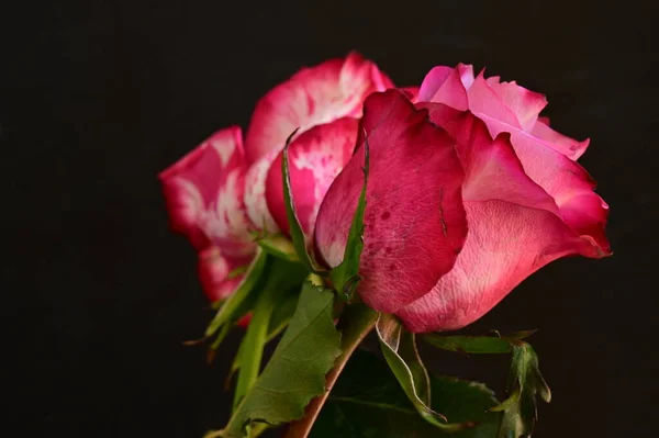 Zbliżenie Strzał Piękne Różowe Róże Ciemnym Tle — Zdjęcie stockowe