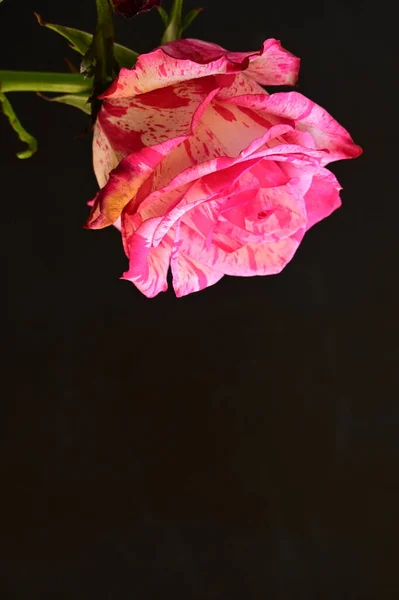 暗い背景に美しいピンクのバラのショットを閉じます — ストック写真