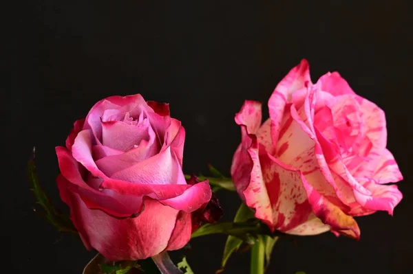 Κοντινό Πλάνο Από Όμορφα Ροζ Τριαντάφυλλα Σκούρο Φόντο — Φωτογραφία Αρχείου