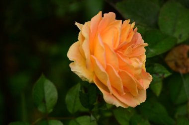 Bahçedeki güzel sarı gül çiçeğinin yakın görüntüsü