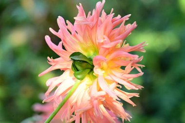 Bahçedeki güzel sarı ve pembe çiçekleri kapat.