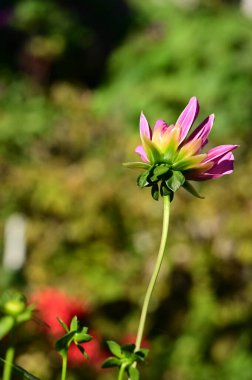 Bahçedeki güzel pembe çiçeklerin yakın görüntüsü