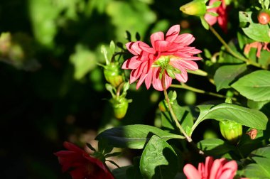 Bahçedeki güzel kırmızı çiçekleri kapat.