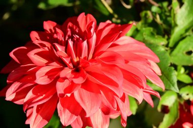 Bahçedeki güzel kırmızı çiçekleri kapat.