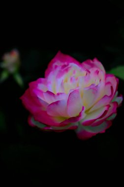 Bahçedeki güzel beyaz ve pembe gül çiçeğinin yakın görüntüsü