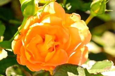 Bahçedeki güzel sarı gül çiçeğinin yakın görüntüsü