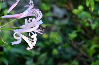 Bahçedeki güzel beyaz ve pembe çiçekleri kapat.