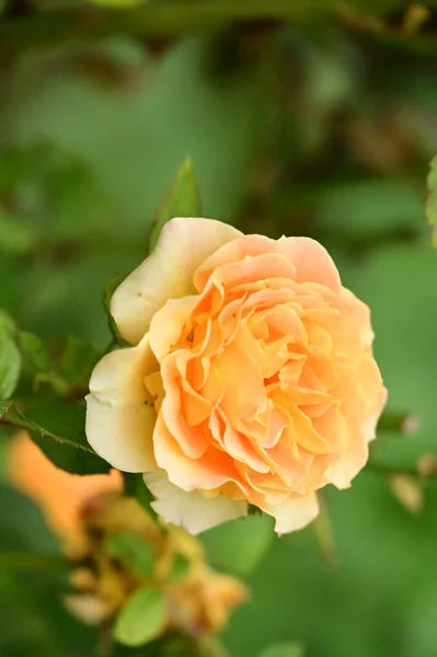 花园里美丽的黄色玫瑰花的近景 — 图库照片