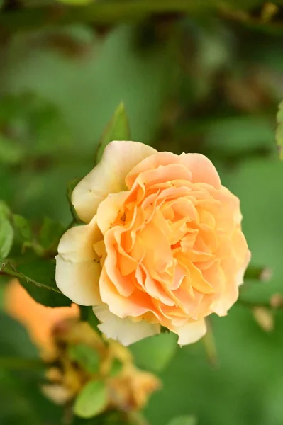 Nahaufnahme Der Schönen Gelben Rosenblüte Garten — Stockfoto