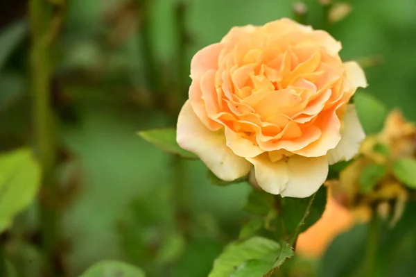 Vista Cerca Hermosa Flor Rosa Amarilla Jardín — Foto de Stock