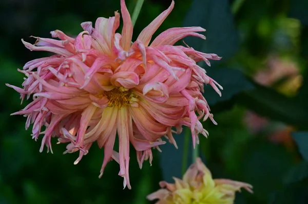 Bliska Widok Pięknych Żółtych Różowych Kwiatów Ogrodzie — Zdjęcie stockowe