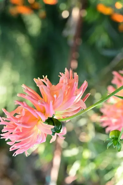 Vista Perto Belas Flores Amarelas Rosa Jardim — Fotografia de Stock