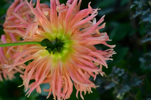 Nahaufnahme Von Schönen Gelben Und Rosa Blumen Garten — Stockfoto