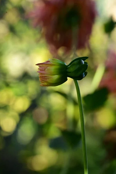 Närbild Vackra Gula Och Rosa Blommor Trädgården — Stockfoto