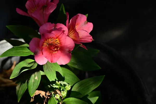 Close View Beautiful Pink Flowers Garden — стоковое фото