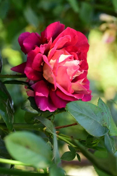 花园里美丽的白玫瑰和粉红玫瑰的近景 — 图库照片