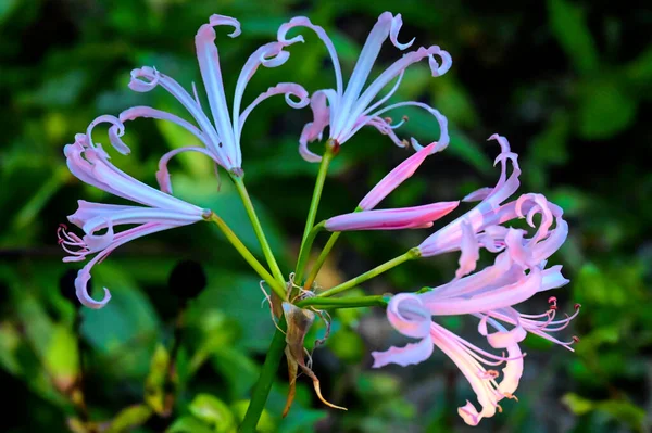 Vista Vicino Bellissimi Fiori Bianchi Rosa Giardino — Foto Stock