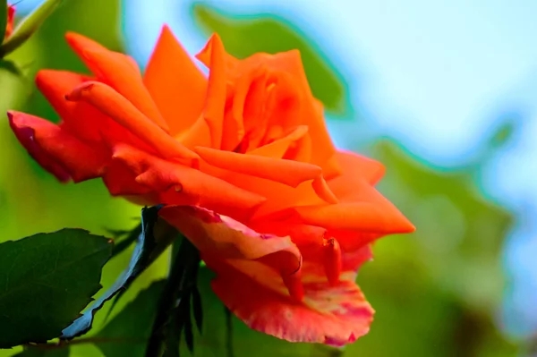 Bliska Widok Piękny Kwiat Róży Ogrodzie — Zdjęcie stockowe