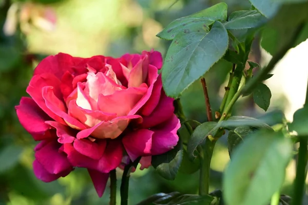 Крупним Планом Вид Красиву Рожеву Квітку Троянди Саду — стокове фото