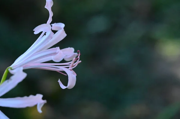 花园中美丽的白色和粉色花朵的近景 — 图库照片