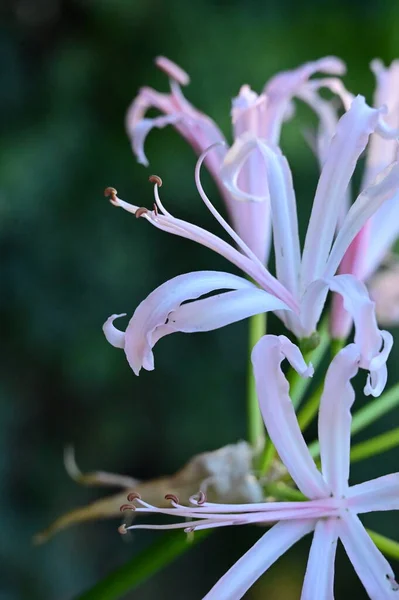 Close Uitzicht Mooie Witte Roze Bloemen Tuin — Stockfoto