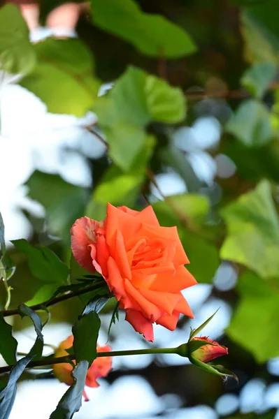Közeli Kilátás Gyönyörű Rózsa Virág Kertben — Stock Fotó