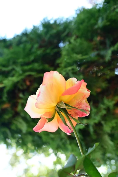 Κοντινή Θέα Του Όμορφου Τριαντάφυλλου Στον Κήπο — Φωτογραφία Αρχείου