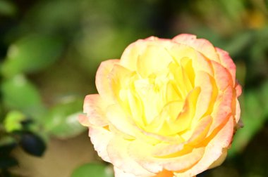 Bahçedeki güzel gül çiçeğinin yakın görüntüsü