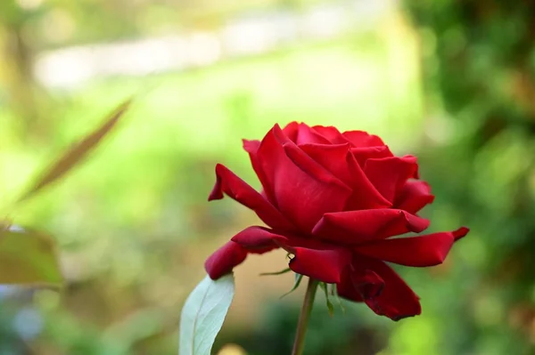 Närbild Vacker Röd Ros Blomma Trädgården — Stockfoto