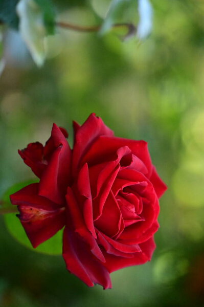 Close up view of beautiful red rose flower in the garden