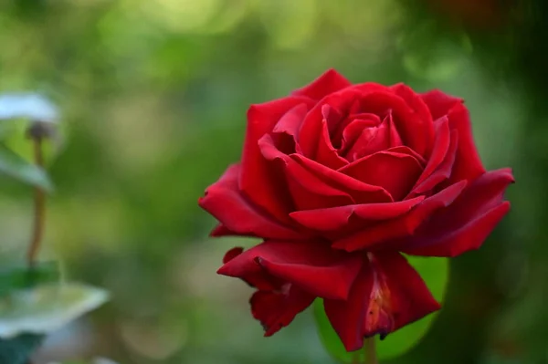 Vista Perto Bela Flor Rosa Vermelha Jardim — Fotografia de Stock