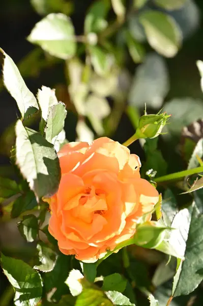 Vista Cerca Hermosa Flor Rosa Amarilla Jardín — Foto de Stock