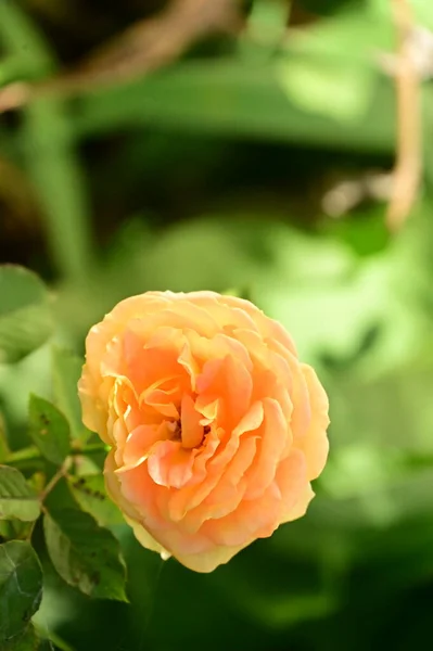 Közeli Kilátás Gyönyörű Sárga Rózsa Virág Kertben — Stock Fotó