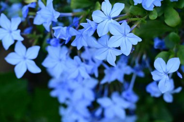 Bahçedeki güzel mavi çiçekleri kapat.