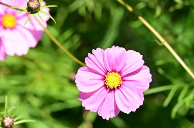 Bahçedeki güzel pembe çiçeklerin yakın görüntüsü