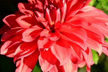 Bahçedeki güzel kırmızı çiçekleri kapat.