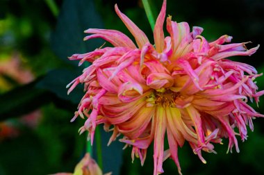 Bahçedeki güzel pembe çiçeklerin yakın görüntüsü