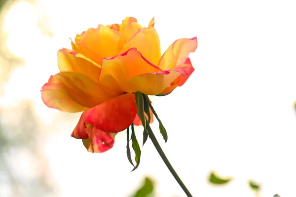 Närbild Vacker Ros Blomma Trädgården — Stockfoto
