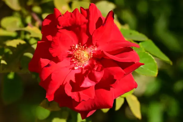 Närbild Vackra Röda Blommor Trädgården — Stockfoto