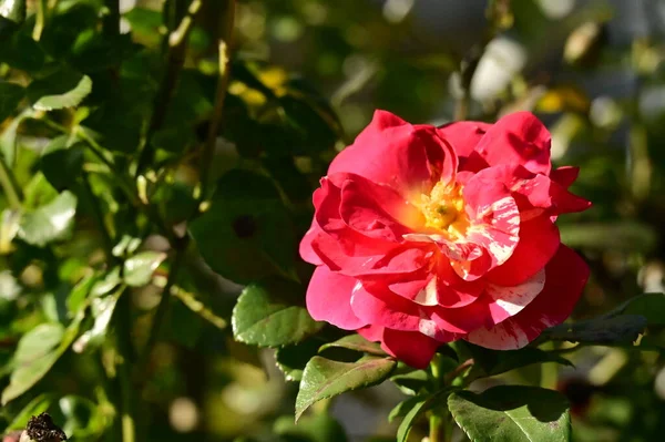 Närbild Vackra Rosa Blommor Trädgården — Stockfoto