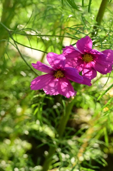 Close View Beautiful Pink Flowers Garden —  Fotos de Stock