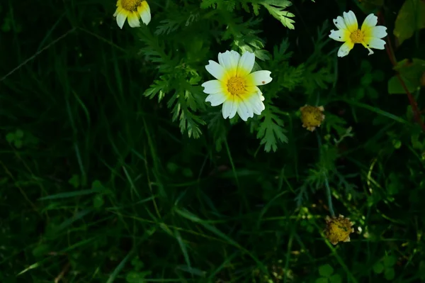 庭の美しい白い花を間近に見ることができます — ストック写真